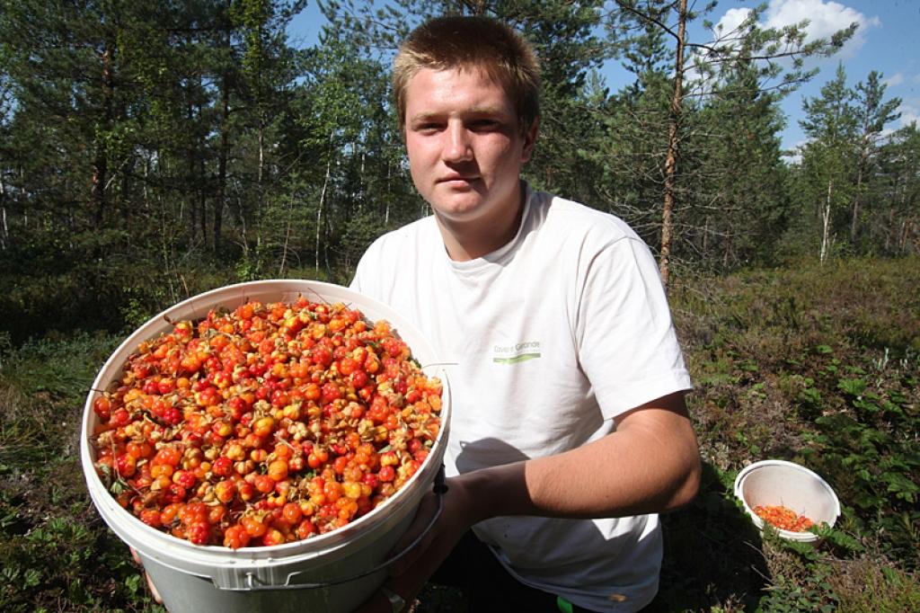 Dauksēnietis Einārs Kuprovskis ir čakls ogu lasītājs. Ušuru purvā ir viņam vien zināmas vietas, kur aug lācenes, kas šogad ienākušās ļoti dāsni. 