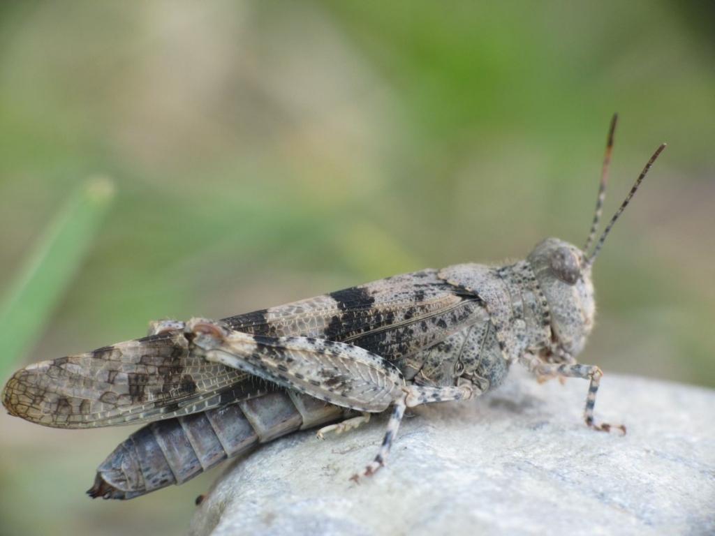 Latvijas Entomoloģijas biedrība šogad sabiedrības izglītošanas nolūkā par Gada kukaini ir izvēlējusies raibspārnu smiltājsiseni.
Autors: Publicitātes foto.