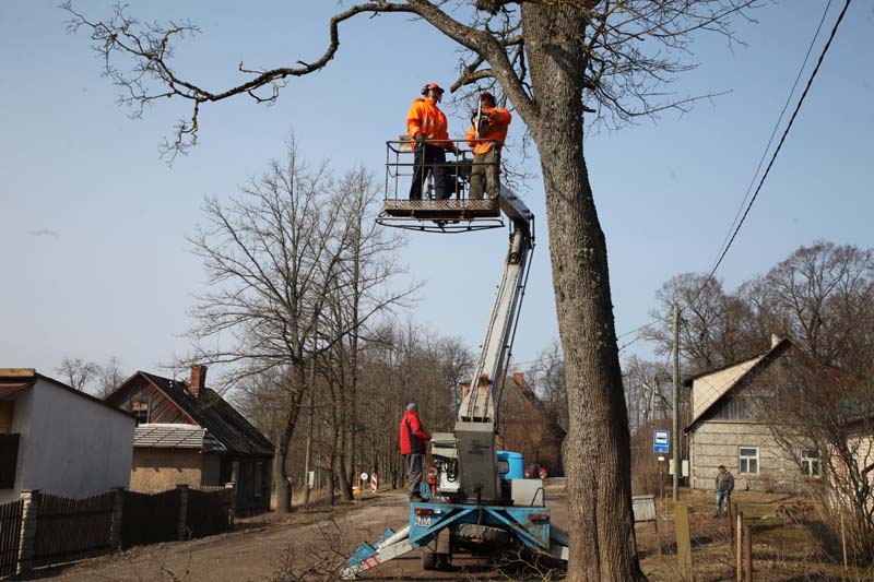 Šobrīd Gulbenes pilsētas Labiekārtošanas iestādes strādnieki veic koku vainagu izkopšanu, kā arī savu laiku nodzīvojušo sauso koku un 
krūmu izgriešanu, lai pēc tam pievērstos citiem labiekārtošanas darbiem.
Autors: Gatis Bogdanovs