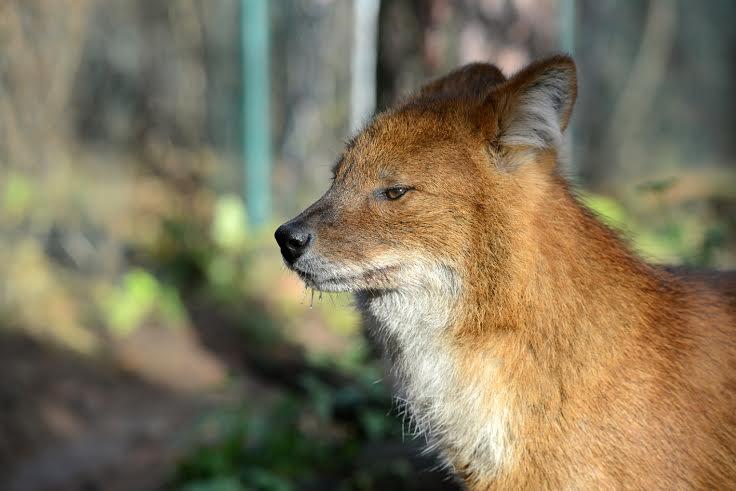 Zoodārzs - sarkanais vilks.