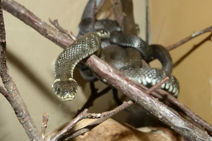 Zoodārzs - zalktis.
