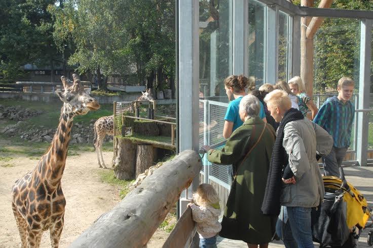zoodārzs - žirafe.