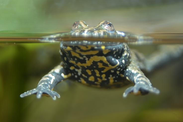 Ugunskrupis.