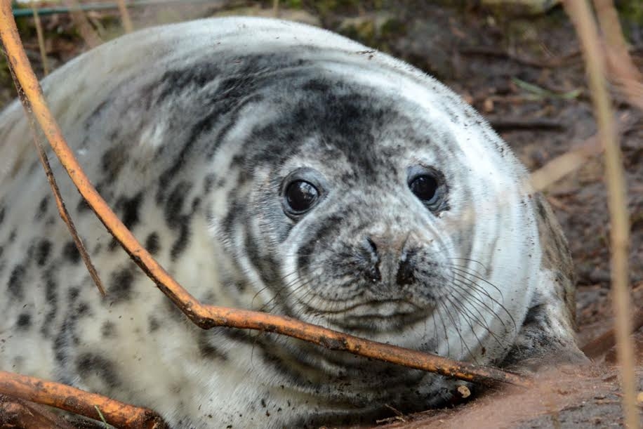 Autors: no Rīgas zooloģiskā dārza arhīva