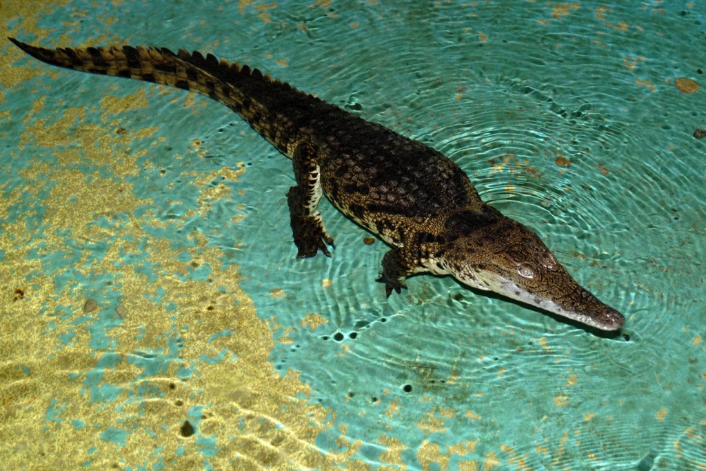 Nīlas krokodils.