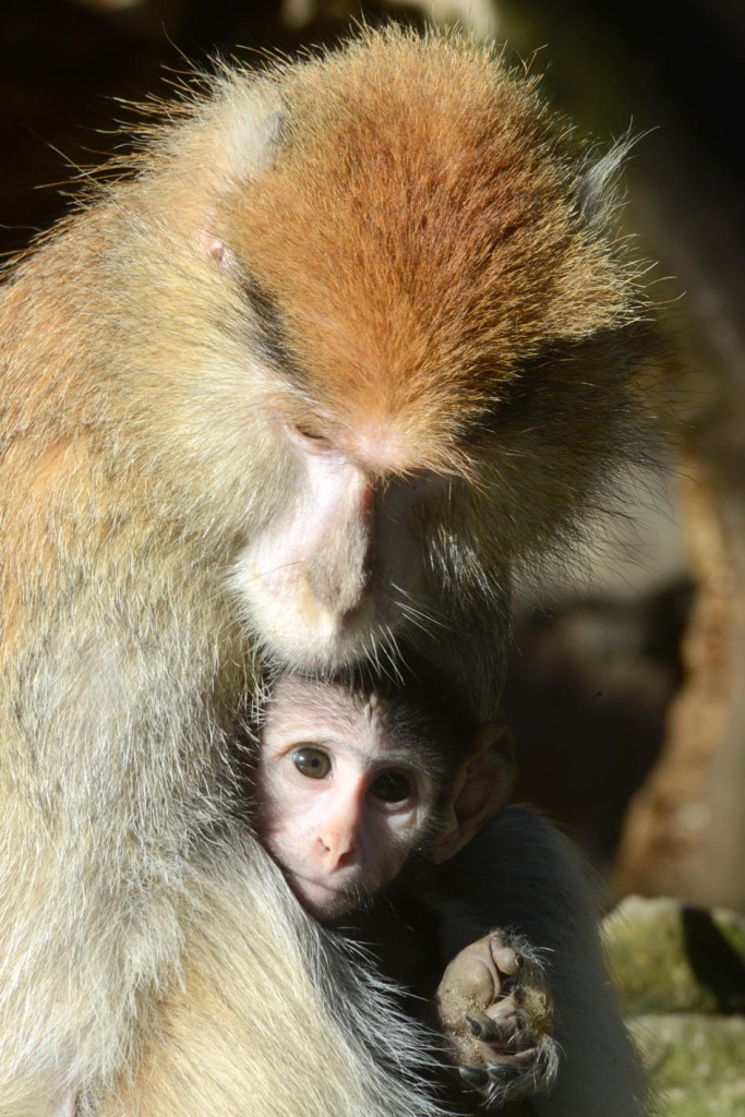 Huzārpērtiķi
Autors: no Rīgas Zooloģiskā dārza arhīva