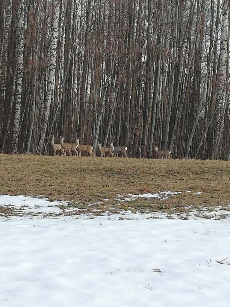 "Skat, skat! Re, kur šis (PAVASARIS) jau nāk!..."
Autors: Elvīra Lemešonoka