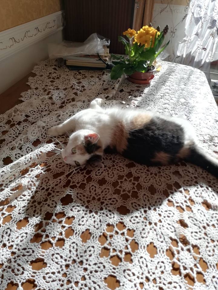 Sauļojam vienus sānus,pēctam otrus. Un pēctam baudam diendusu pavasara saulītē. Ak jaukais,pavasar!  Kas var būt labāks par šo.  
Autors: Valda Tirziņa