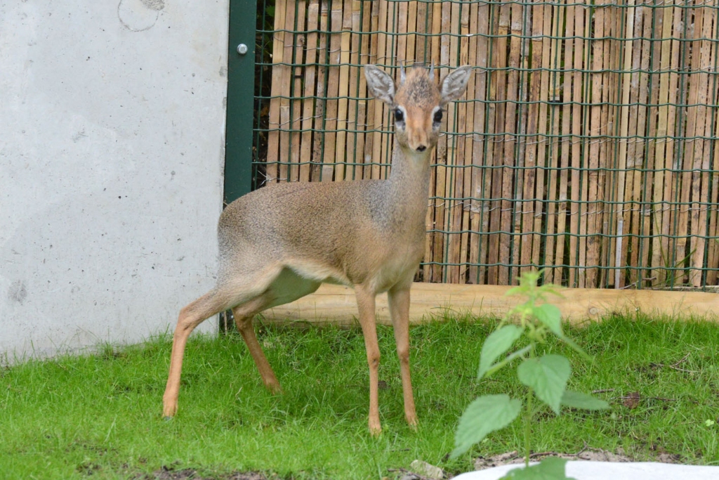 Kērka dikdiki.