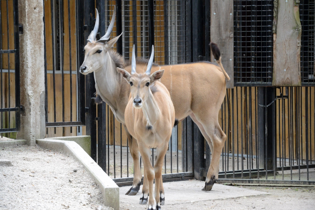 Dižantilopes.