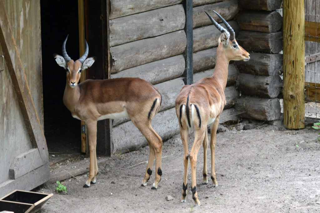 Antilopes impalas.