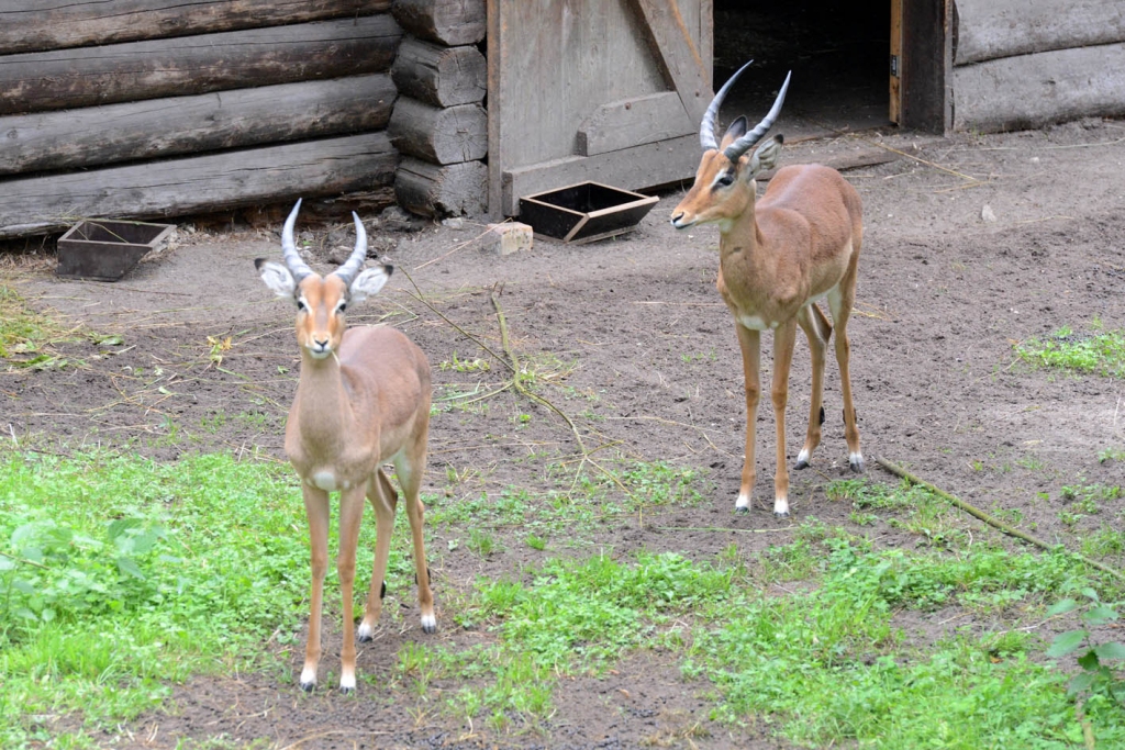 Antilopes impalas.