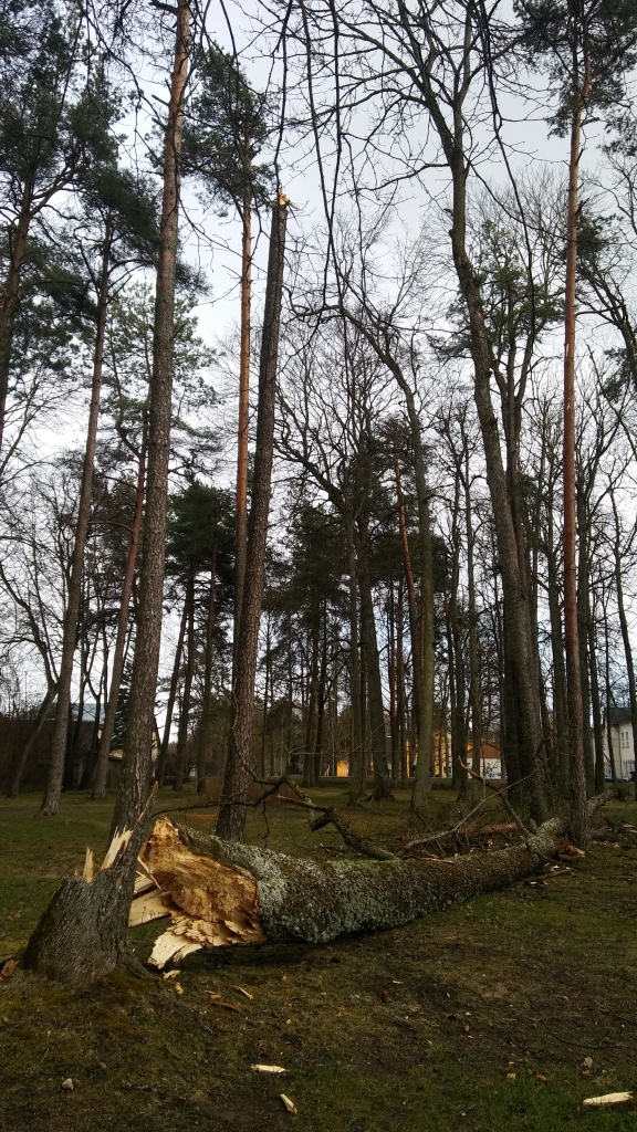 Autors: Pārsla Konrāde