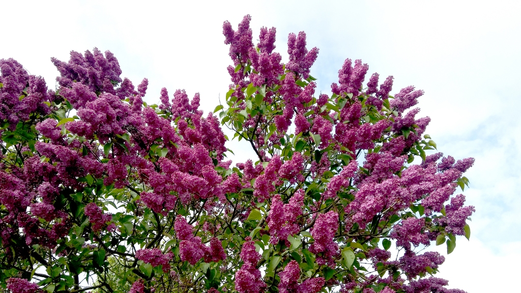 Autors: Pārsla Konrāde