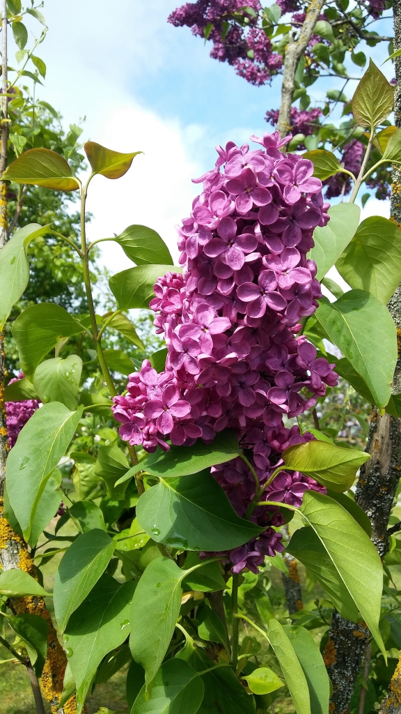Autors: Pārsla Konrāde