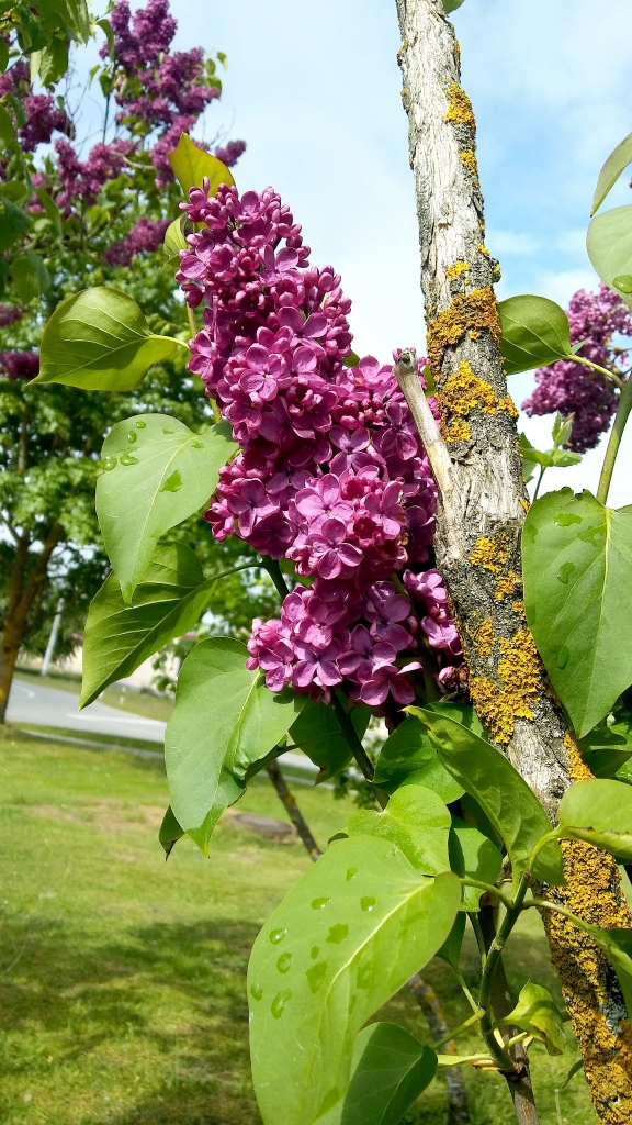 Autors: Pārsla Konrāde