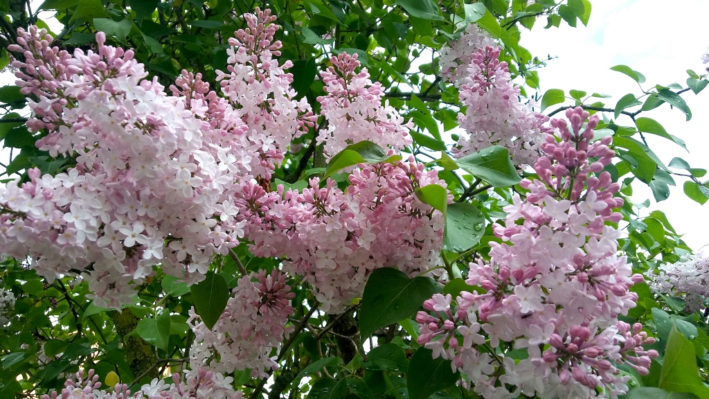 Autors: Pārsla Konrāde