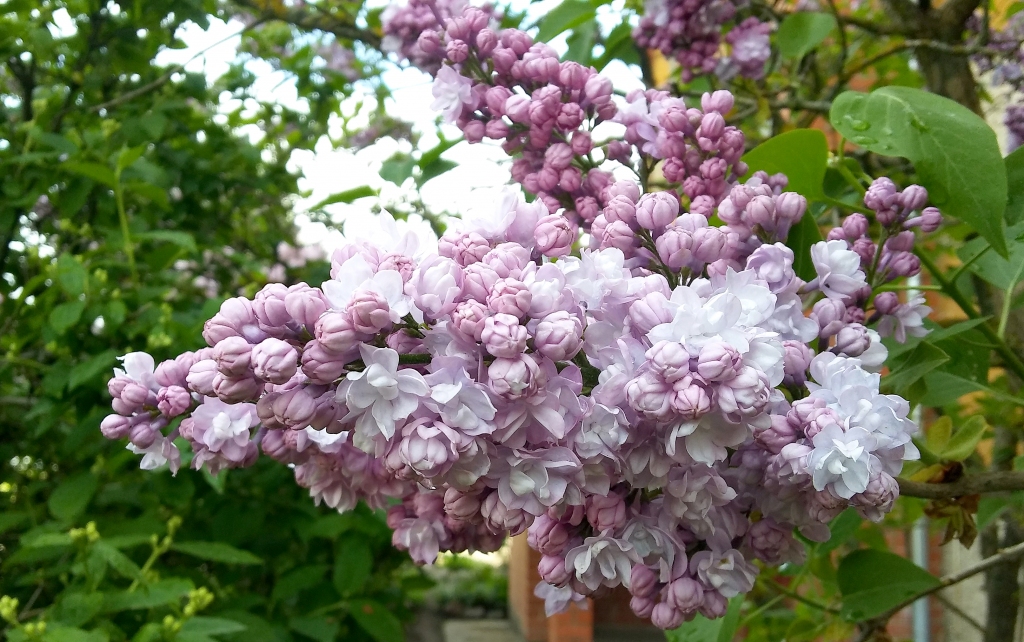 Autors: Pārsla Konrāde