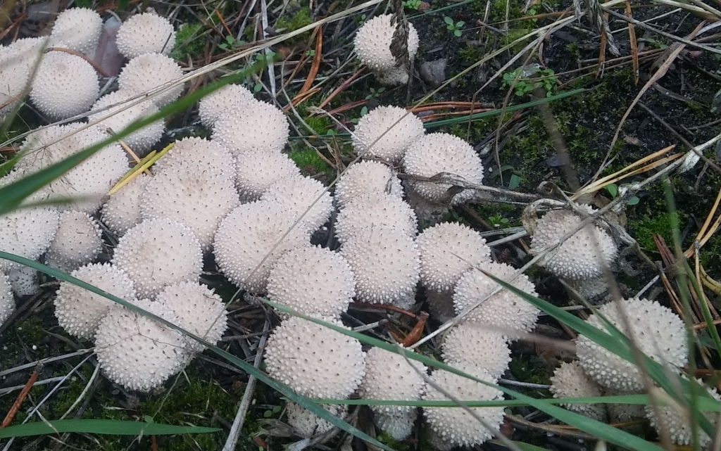 Autors: Pārsla Konrāde