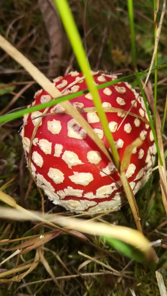 Autors: Valda Tirziņa