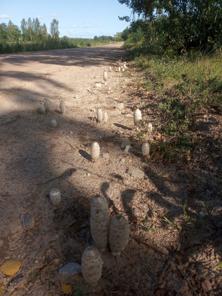 Autors: Valda Tirziņa