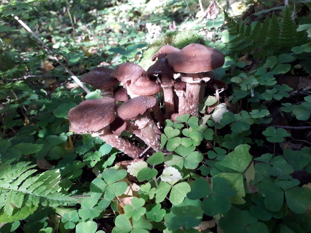 Autors: M.Podziņa