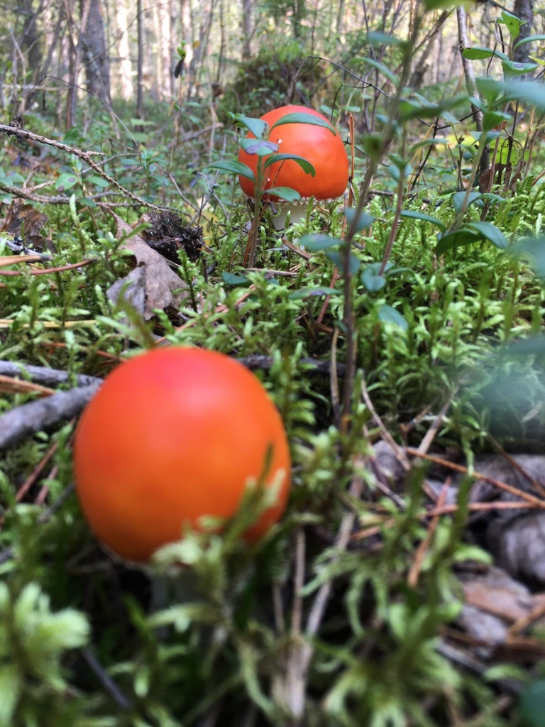 Autors: Solvita Groznija