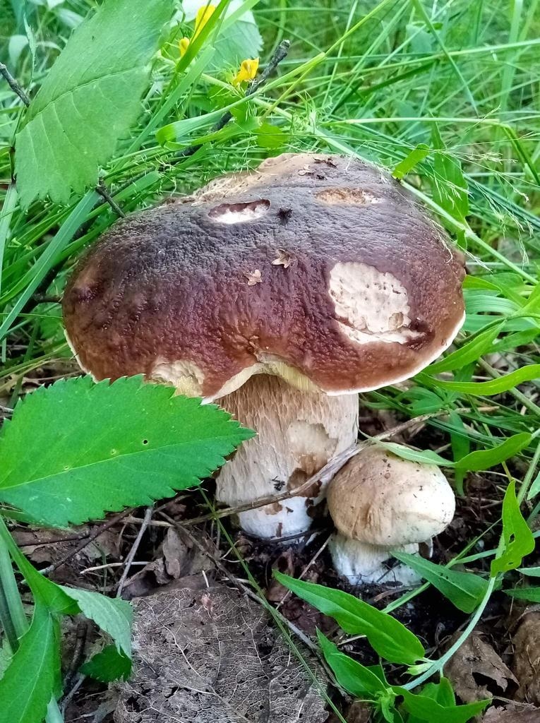 Autors: Solvita Groznija