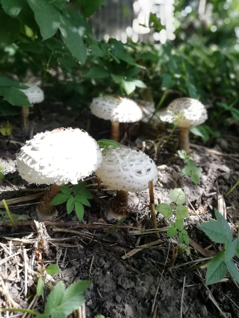 Autors: Indra Bērziņa