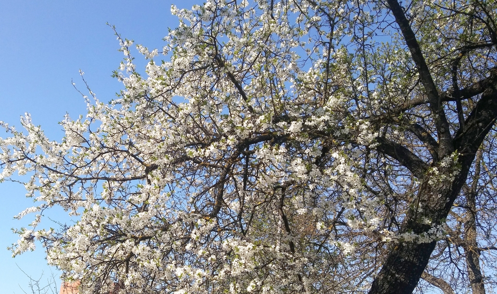Autors: Pārsla Konrāde