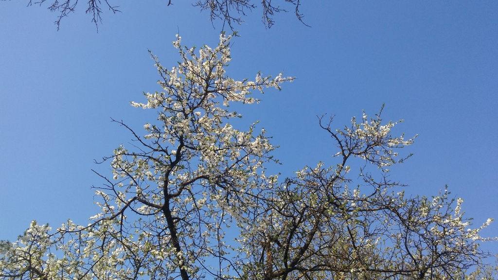 Autors: Pārsla Konrāde