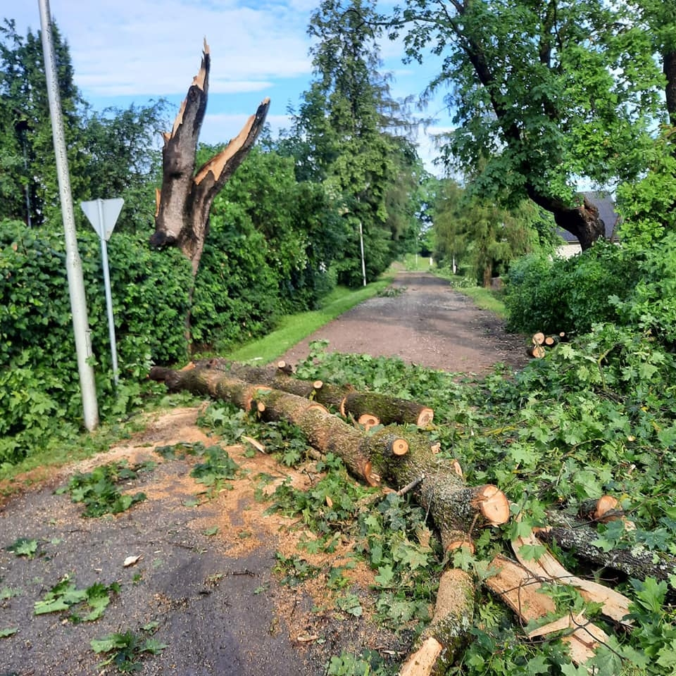 Gulbene
Autors: Zigrīda Krastiņa
