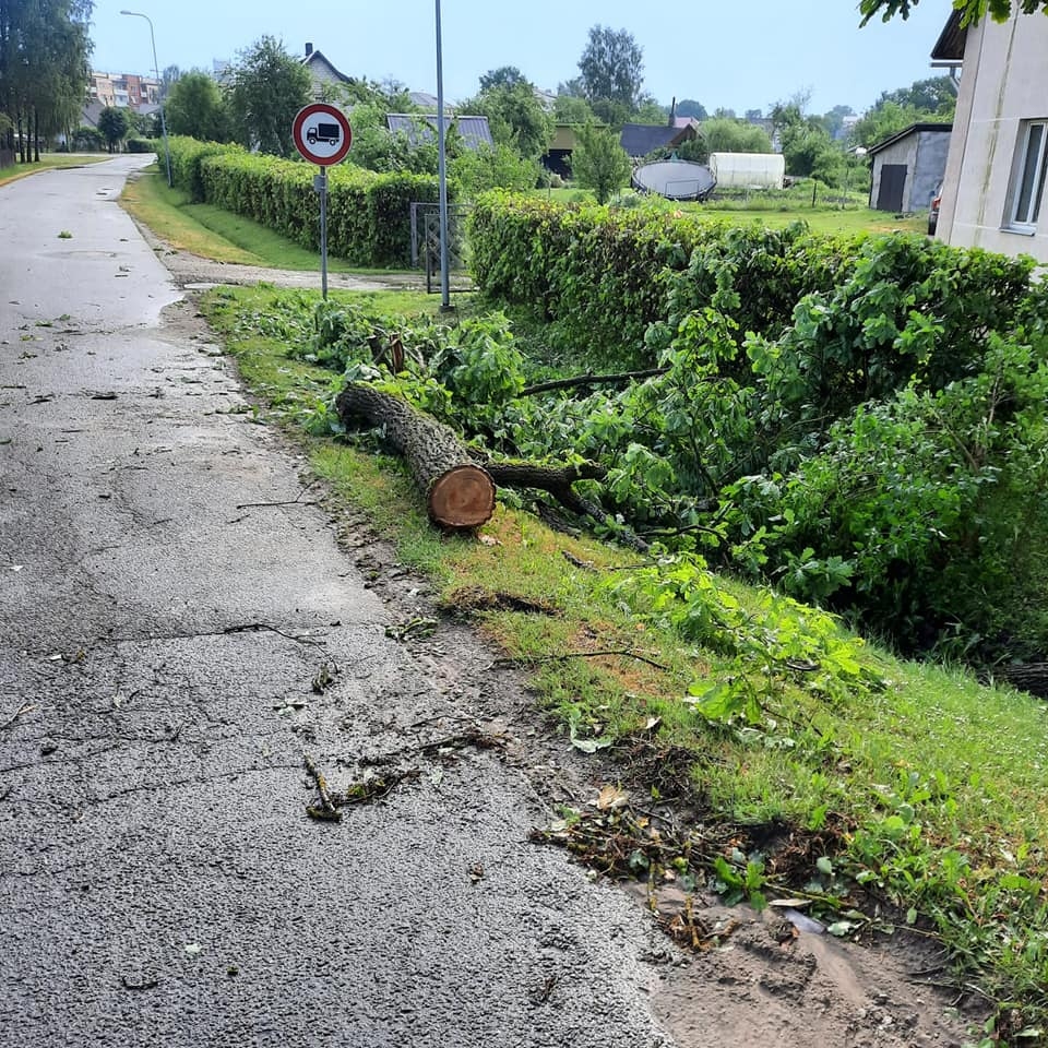 Gulbene
Autors: Zigrīda Krastiņa