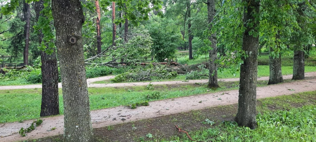 Gulbene
Autors: Zigrīda Krastiņa
