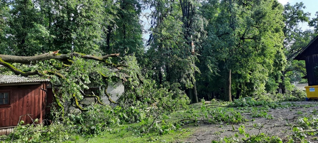 Gulbene
Autors: Zigrīda Krastiņa