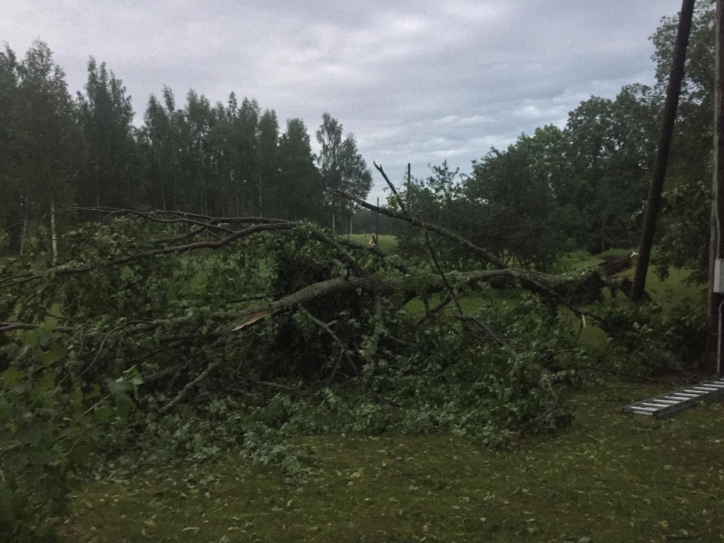 Galgauska
Autors: Igors Vīcups
