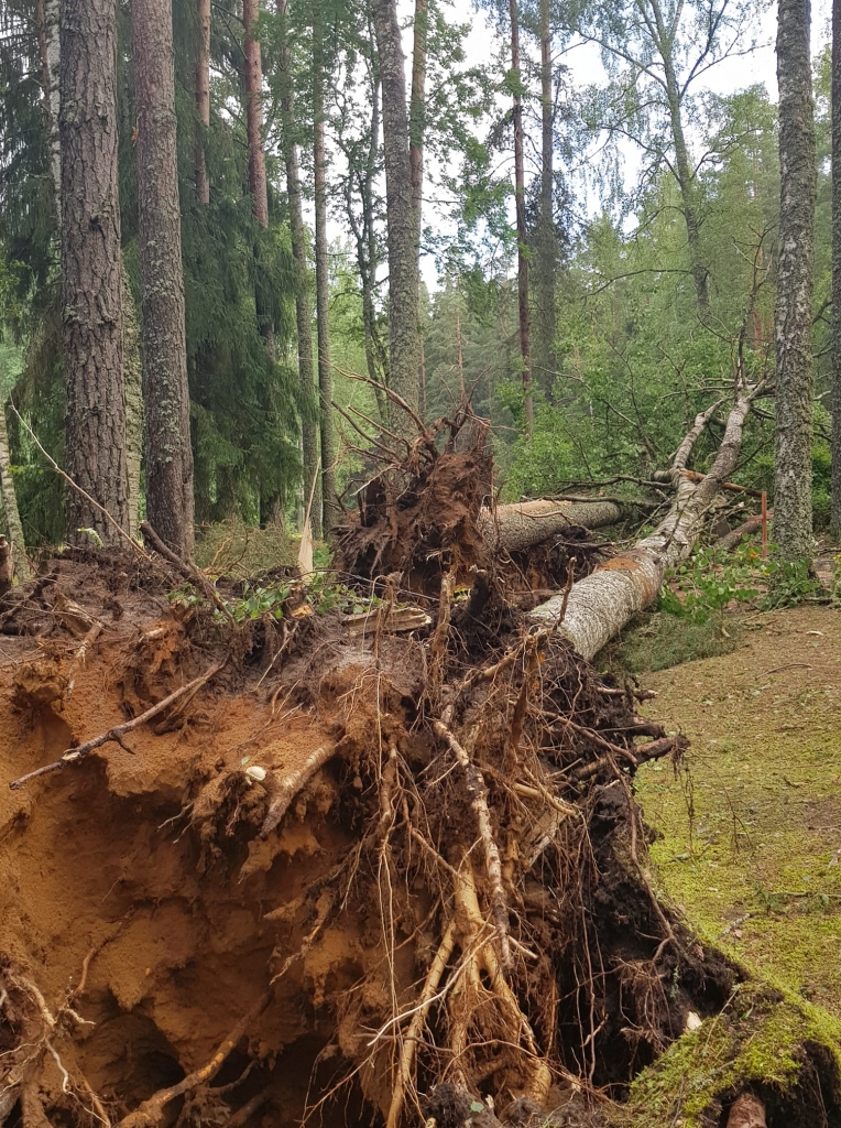 Galgauskas kapos.
Autors: Rūta Viļuma