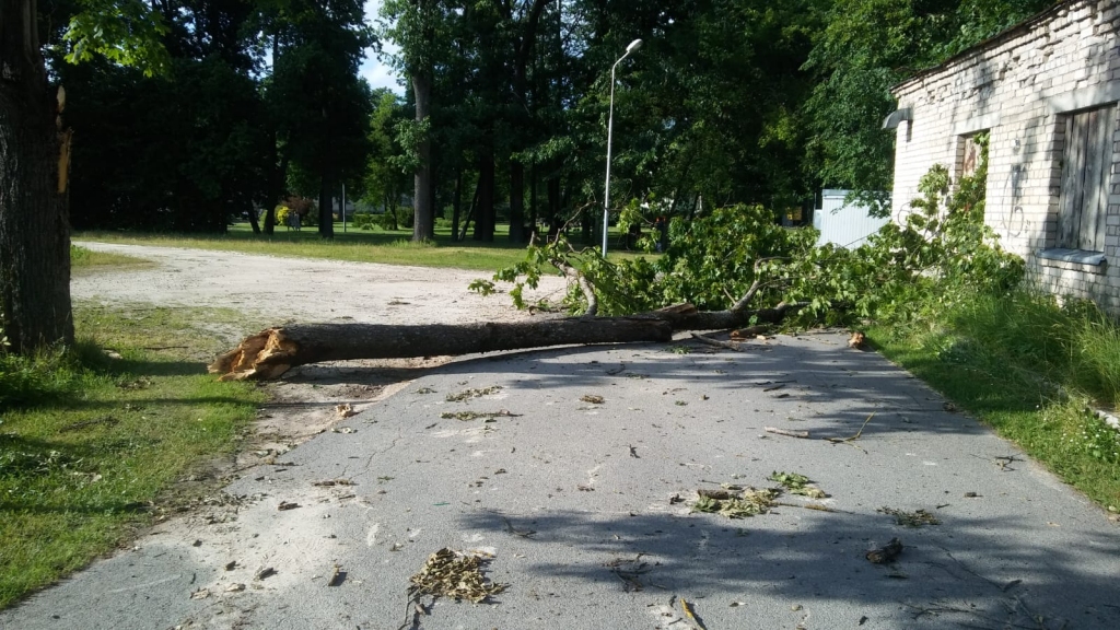 Gulbene
Autors: Pārsla Konrāde