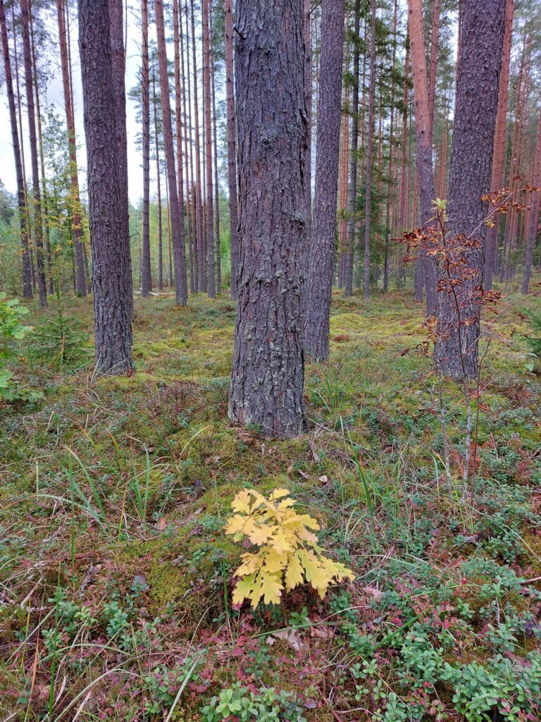 Dzirkstele.lv raksta attēla aizvietotājs