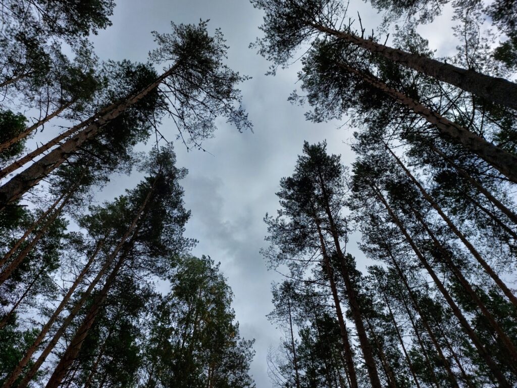 Dzirkstele.lv raksta attēla aizvietotājs
