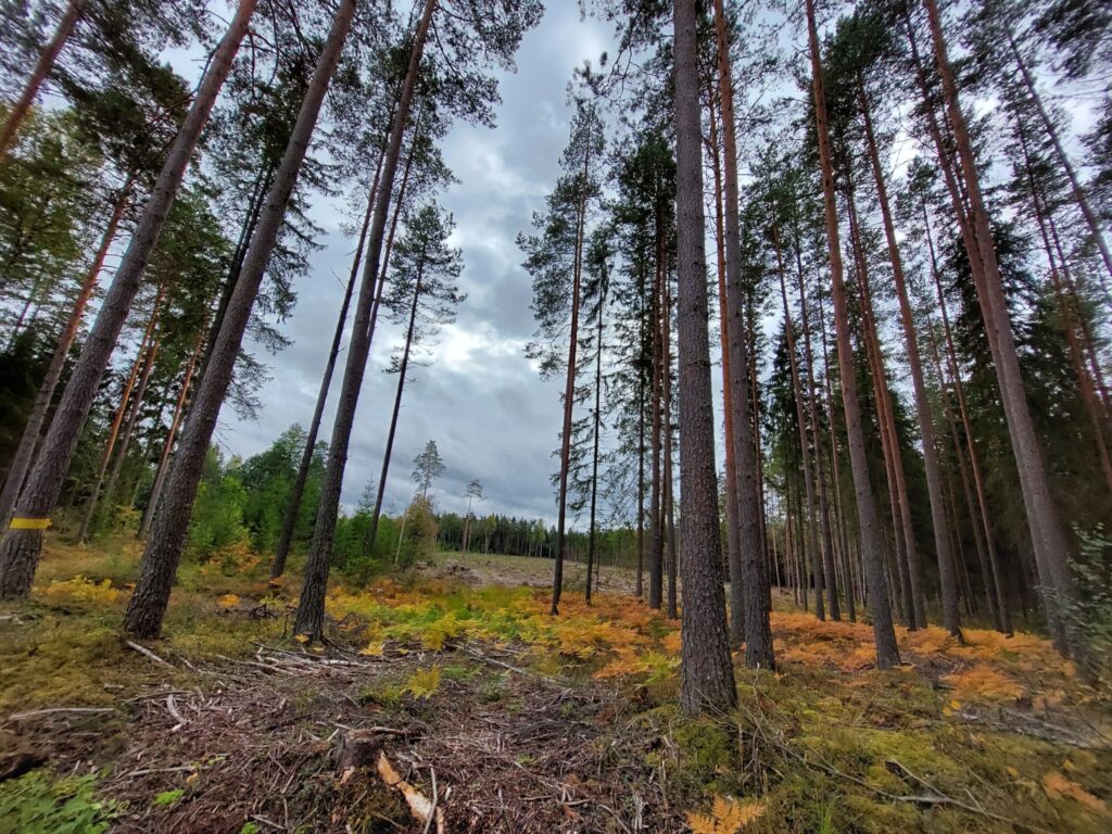 Dzirkstele.lv raksta attēla aizvietotājs
