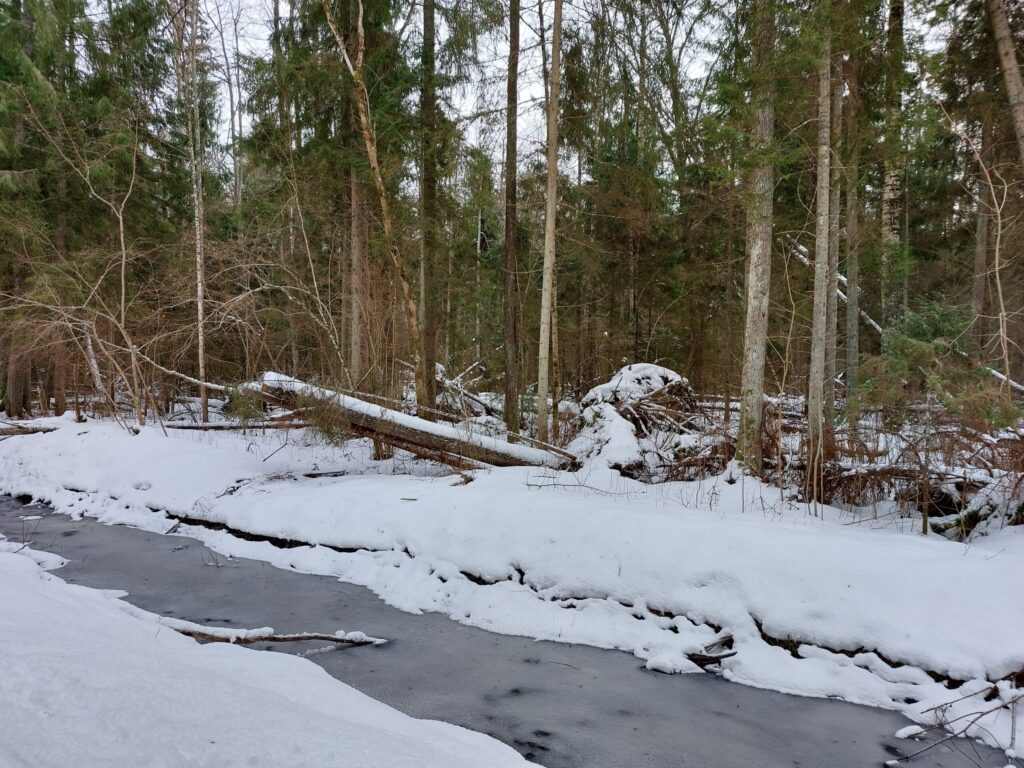 Dzirkstele.lv raksta attēla aizvietotājs