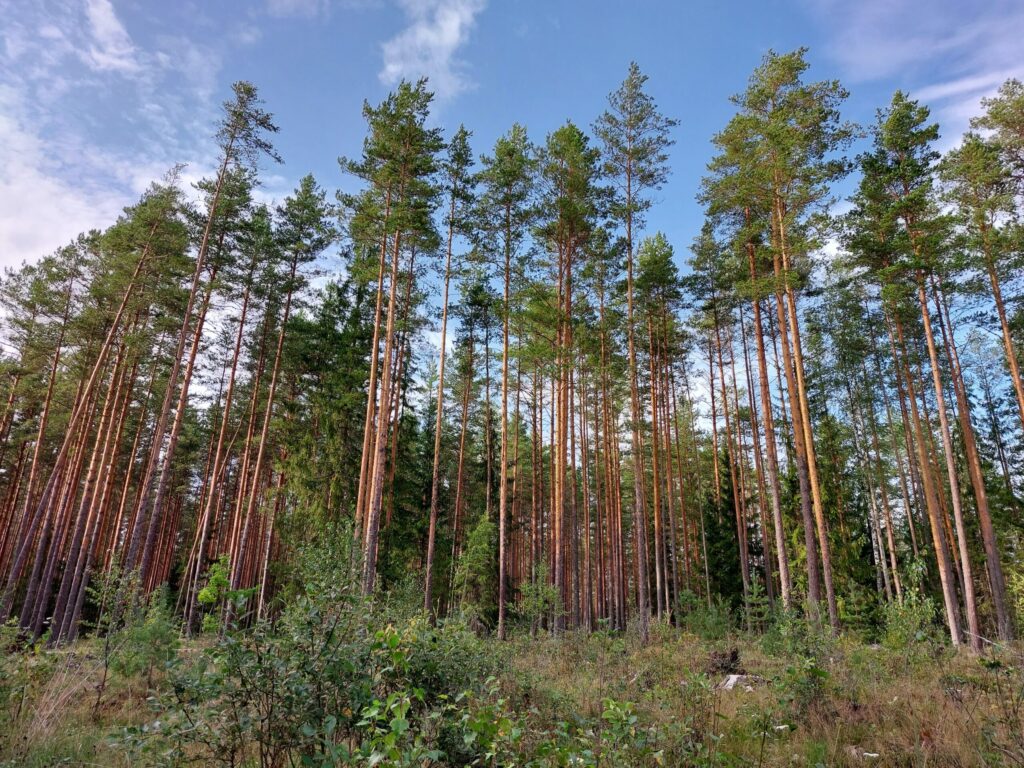 Dzirkstele.lv raksta attēla aizvietotājs