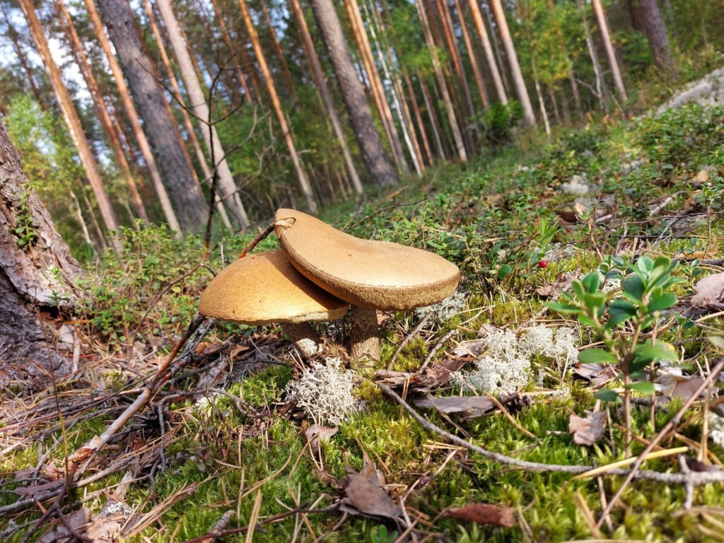 Dzirkstele.lv raksta attēla aizvietotājs