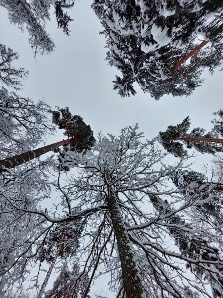 Dzirkstele.lv raksta attēla aizvietotājs