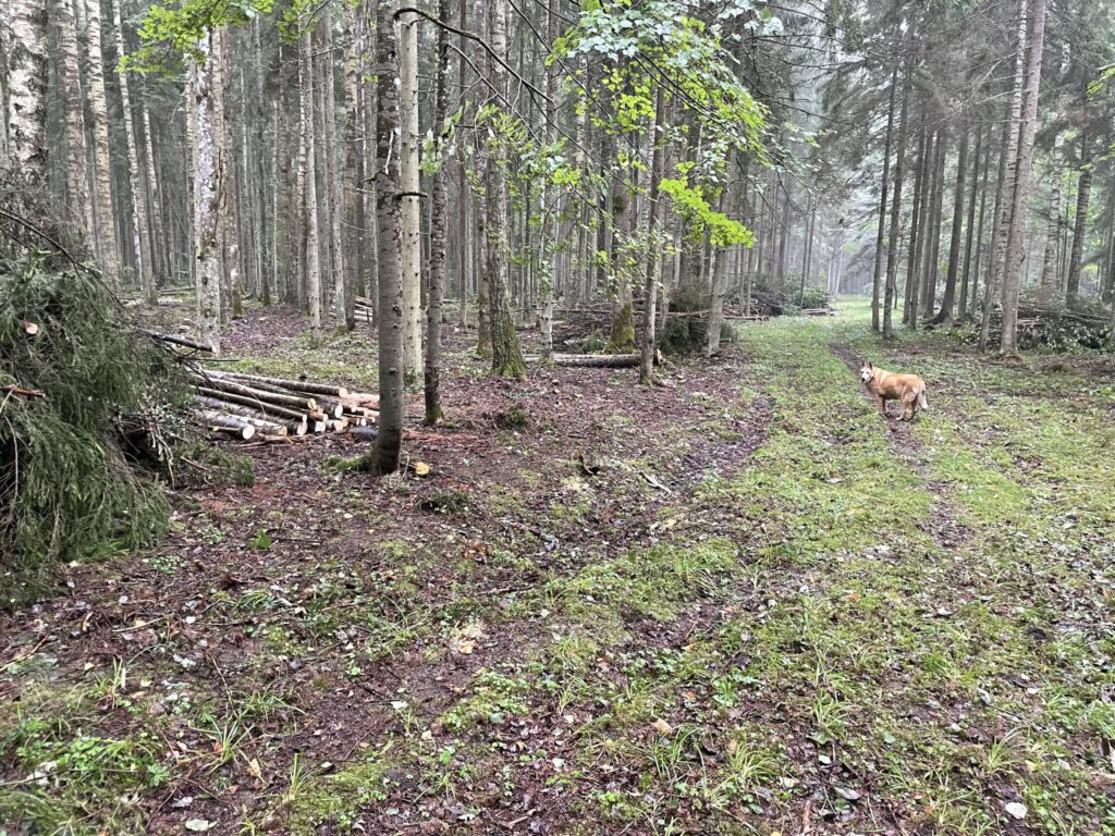 Dzirkstele.lv raksta attēla aizvietotājs