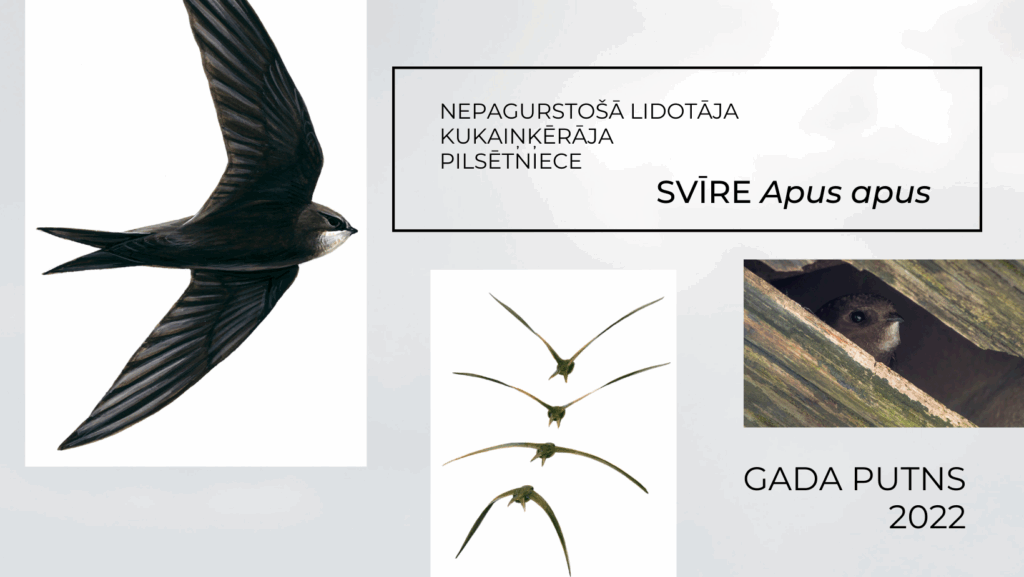 Dzirkstele.lv raksta attēla aizvietotājs