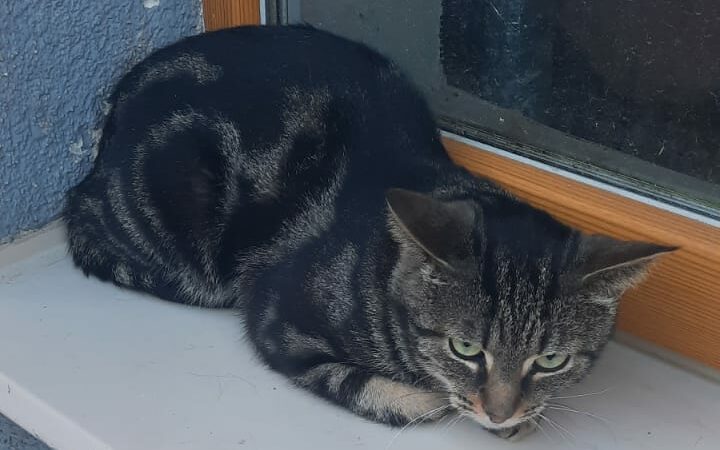 Dzirkstele.lv raksta attēla aizvietotājs