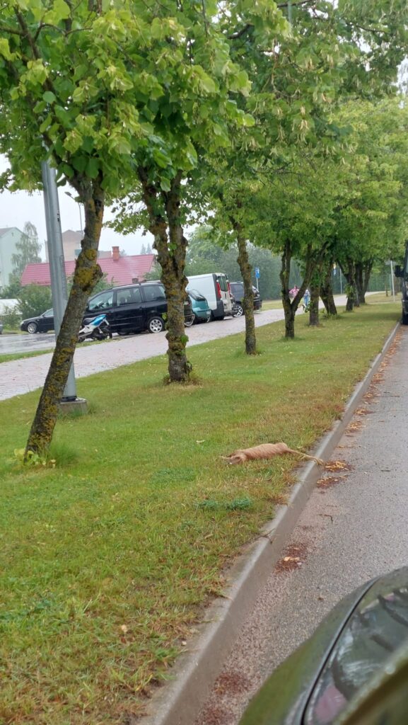 Dzirkstele.lv raksta attēla aizvietotājs