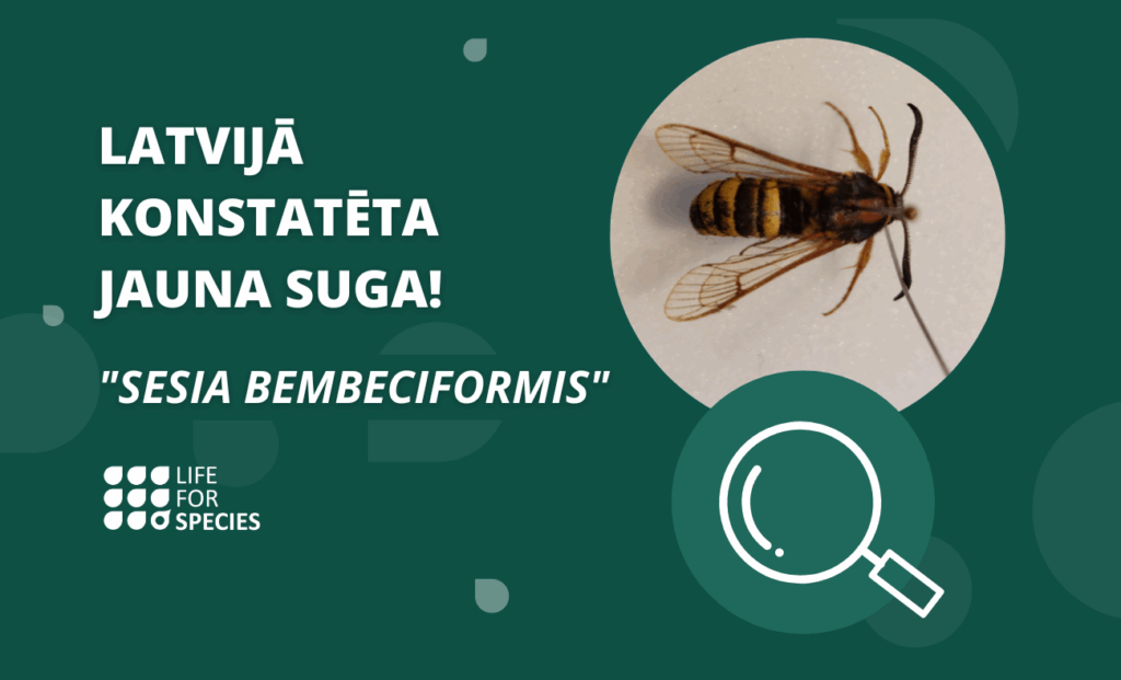 Dzirkstele.lv raksta attēla aizvietotājs